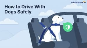 graphic of a dog buckled into a car